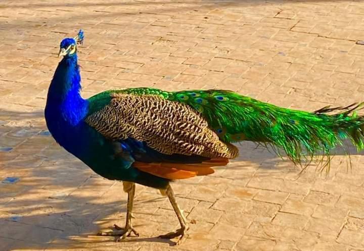 ホテル ル レライス デ マラケシュ Ouahat Sidi Brahim エクステリア 写真